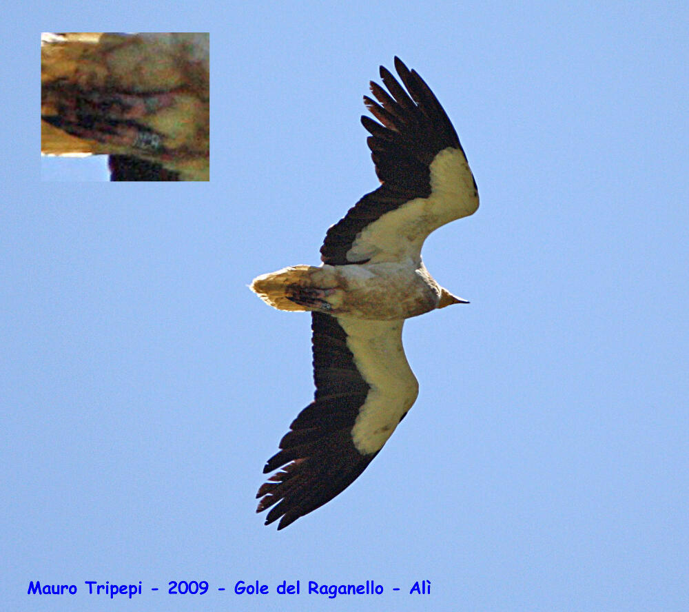 Alì fotografato in Calabria nel 2009